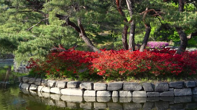 Vivid Red Azaleas Beneath Pine Trees on a Stone-Walled Pond Island in Spring