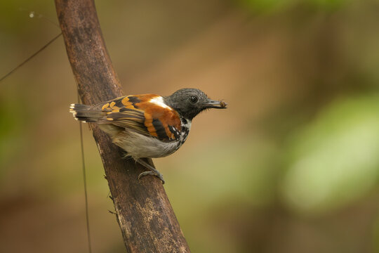 Spotted Antbird perched on a branch foraging on an ant