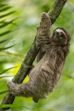 Brown-throated Three-toed Sloth climbing a tree in the Panamanian forest