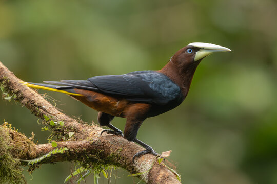 Chestnut-headed oropendola perched on a branch