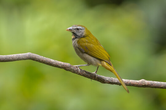 Buff-throated saltator perched on a branch