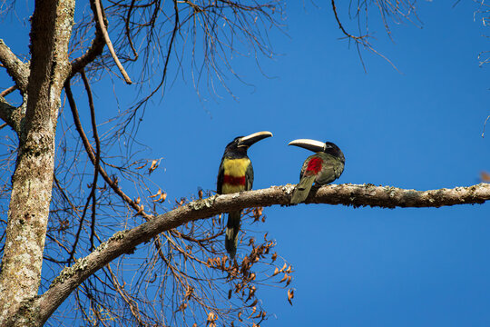 Two Black-necked Aracari perched in a tree branch in the early morning, Rio de Janeiro mountains.