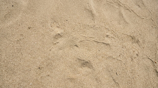 Close up of animal paw prints in soft, textured sand on a beach, showing natural footprints and subtle ripples.