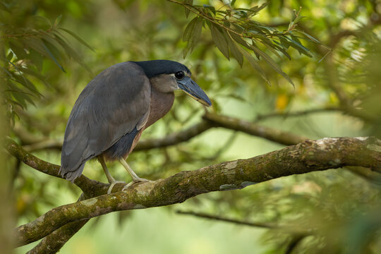 Boat-billed heron perched on a branch 
