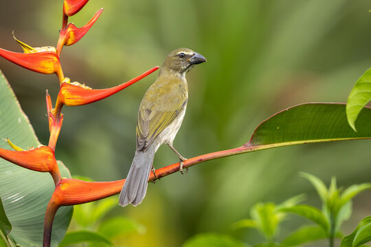 Streaked saltator perched on a flower