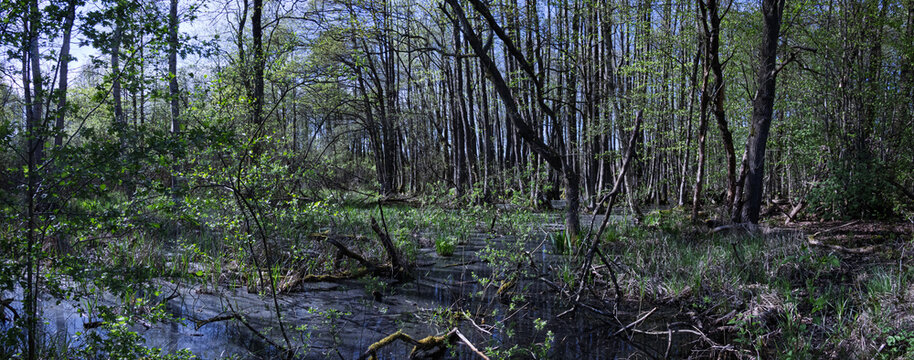 Bruchwald