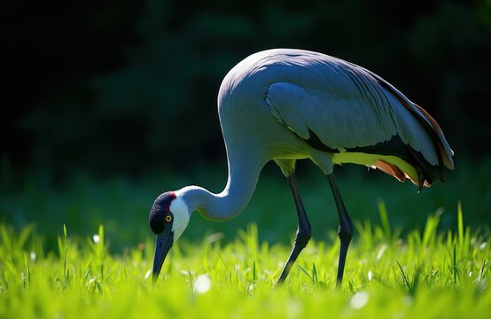 Blue crane bird grazes in green grass field. Majestic wild animal with grey blue plumage hunts for food near blurred dark forest background. Nature scene.