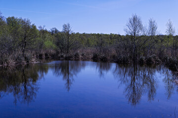 Fototapeta premium Wald und eine Baumreihe spiegeln sich im See
