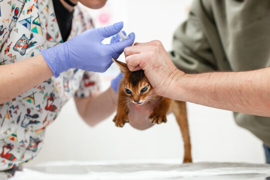 Small brown cat being gently restrained by person during vaccination. Routine pet checkup in veterinary clinic.