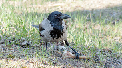 Fototapeta premium crow on the grass