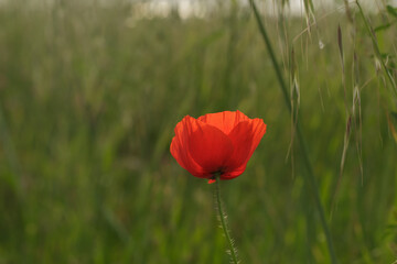 Fototapeta premium A single bright red poppy flower blooming in a lush green summer field. Beautiful close-up of a wildflower with soft bokeh background. Natural botanical scene of spring meadow flora.
