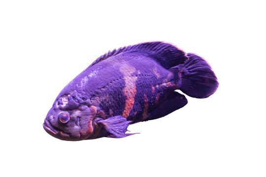 Purple fish with pink gills, isolated on transparent background, vibrant coloring fades to darker tones, 3D rendering suggestion, prominent eye, three-quarter view, detailed scales, realistic style,