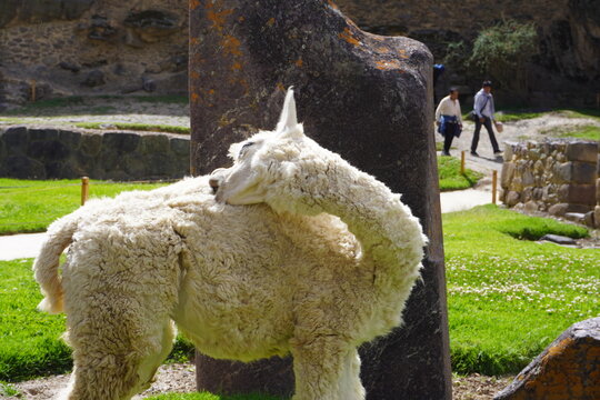 LLama Peru Ruinas, Valle Sagrado