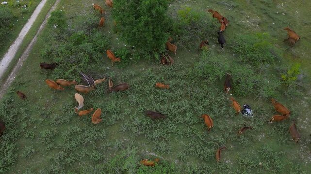 Drone Cows Herd Movement. Overhead Shot Capturing Energetic Herd Behavior In Pasture. Aerial Perspective Showing Dynamic Herd Movements Amidst Natural Grazing Landscape With Textured Details