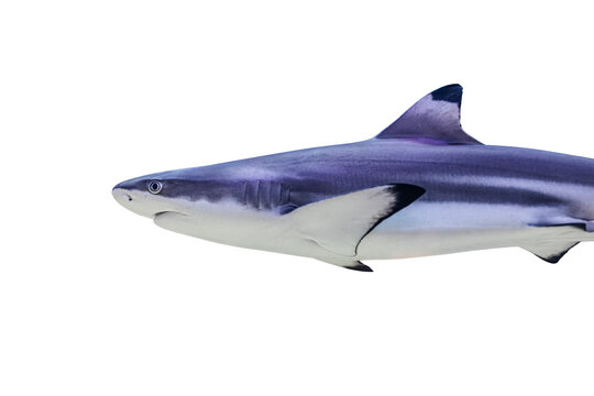 Transparent background shark swimming against a blue-to-darker gradient, mid-swim, facing right, dark blue and gray scales, closed mouth, alert eyes, outlined fins, no other objects or text, even lig