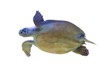 A sea turtle floating horizontally on a gray background, with visible scutes on its shell and front flippers and head visible. n © Mister