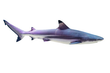 Fototapeta premium A striped blue shark, streamlined for swift movement, swimming in an underwater setting Realistic image style with depth and three-dimensionality