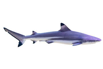 Fototapeta premium Transparent background image of a swimming shark, depicted in blues and grays Light beige background suggests land or beach Naturalistic lighting with reflected light on the sharks body Realistic