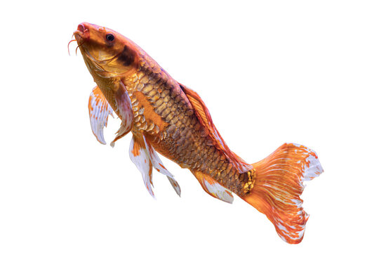 A koi carp swimming against a neutral background, mid-swim motion Long body, prominent fins, orange and gold color pattern with black markings Overhead lighting creating shadows Close-up shot, rea