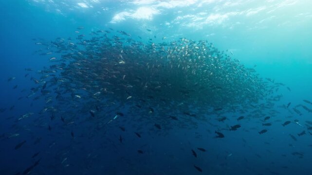 Wide angle Underwater shot of huge spawning aggregation of twin spot Snappers in clear blue sunlit water