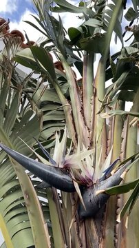 Strelitzia nicolai or Wild banana or White bird of paradise flower.Tropical plats concept,4K vertical video.
