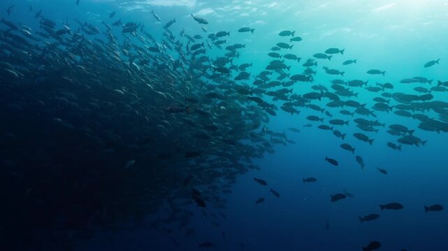 Underwater shot of Red Snapper spawning aggregation in the distance in sunlit water