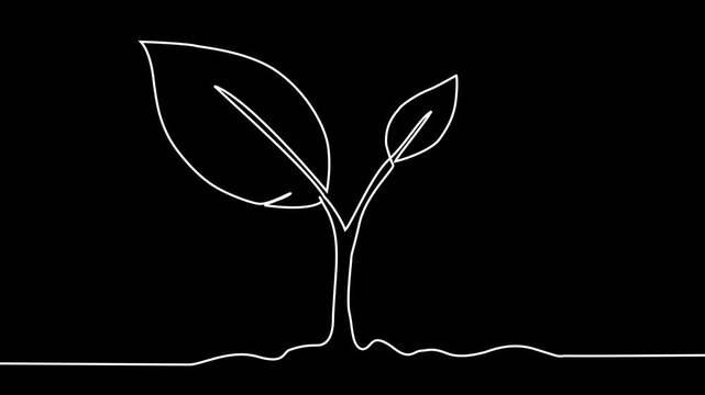 Minimalist One Line Art Sprout Growth Animation with Alpha Channel Transparency.mov