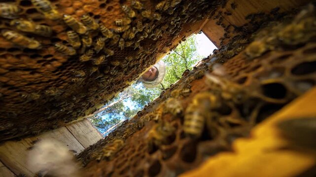 Inside the beehive view: beekeeper removing a frame with bees. A perspective from inside the bee nest showing the work of a beekeeper extracting a wooden frame filled with honeycombs and honeybees