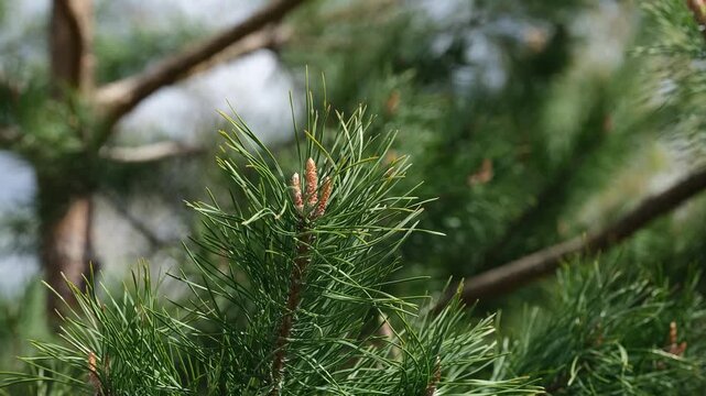 A close-up shot of vibrant green pine branches with young brown buds starting to grow in the spring sunlight.