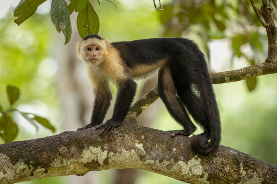 White-faced Capuchin perched in a tree in the Panamanian forest