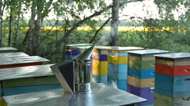 Bee smoker smoking on the roof of a beehive at a forest apiary. A metal bee smoker stands on the steel lid of a hive and emits white smoke against the background of colorful bee houses in the forest