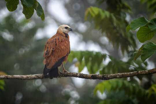 Black-collared hawk perched on a branch