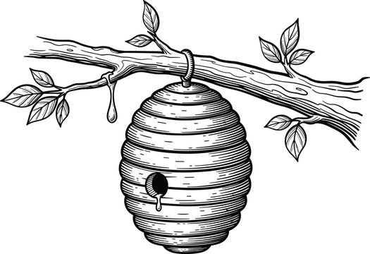 Hand drawn engraving style beehive hanging from branch with honey drips isolated on white backdrop