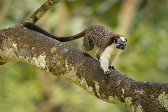 Geoffroy's tamarin perched on a branch in the Panamanian forest