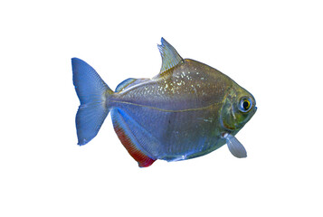 Fish on transparent background, streamlined form with prominent dorsal fin and frayed tail Coloring includes blues, greys, and reds Artificial lighting, no shadow or texture on white background Re © Mister