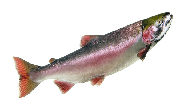Fresh rainbow trout fish with pink and green hues, isolated on transparent background