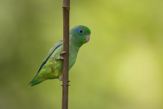 Spectacled parrolet perched on a branch