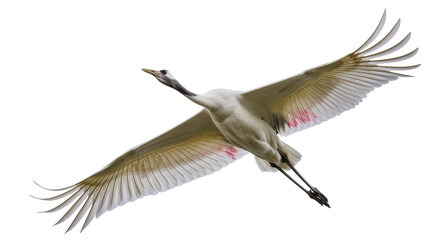 Fototapeta premium Majestic red-crowned crane with spread wings in flight, isolated on transparent background