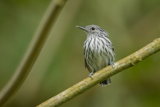 Pacific antwren purched on a branch 