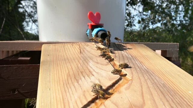 Bees drinking water from an automatic waterer at a forest apiary. A large group of honeybees gathered near a plastic tap with a red heart-shaped handle to drink water flowing down a wooden board