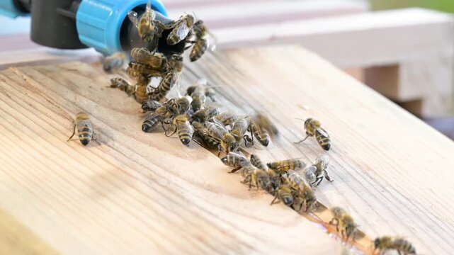 Honeybees drinking water from a waterer at the apiary on a sunny day. A large group of bees gathered near a plastic tap to drink water from the wooden surface of an insect waterer at the apiary