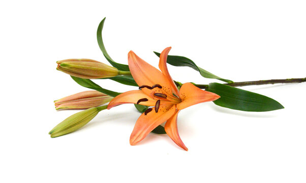 Beautiful Lily flower isolate on white 
