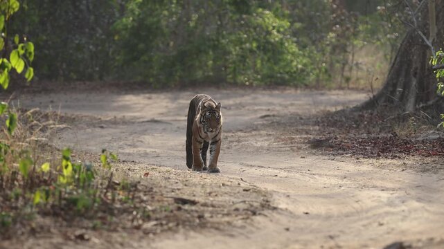 Bandhavgarh Royal Bengal tiger walking on dirt forest road in dappled sunlight, wild orange black-striped big cat patrolling territory in dry deciduous Indian jungle, 4K UHD B-roll