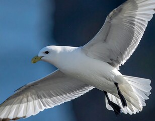 Obraz premium Majestic seabird in flight against blue sky