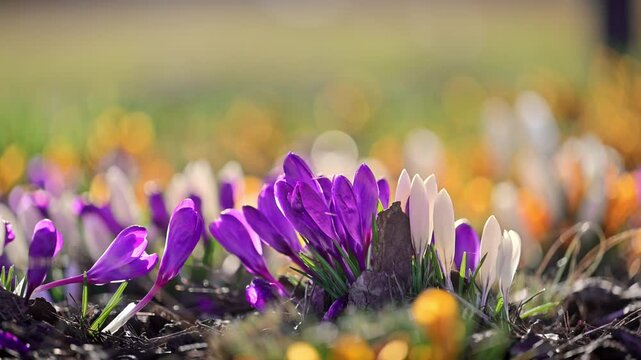 Spring meadow with colorful crocuses in bloom, calm atmosphere, natural inspiration, 4K slow motion