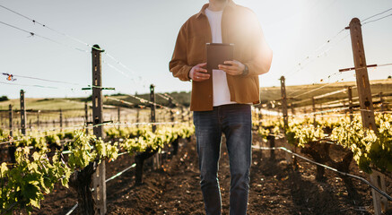 Naklejka premium A man with a tablet checks a vineyard