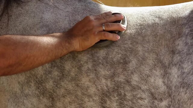 Man Grooming Gray Horse with Curry Comb, Removing Dust from Coat, Close-Up Video