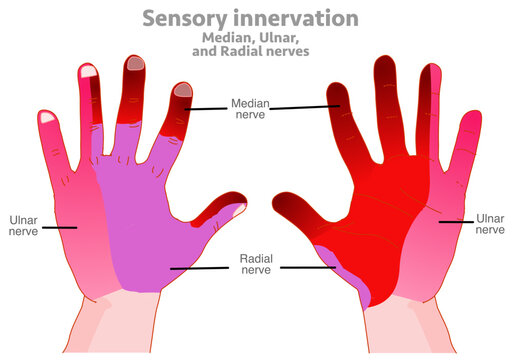 Sensory innervation. Hand nerves, radial, median, and ulnar areas. Dark to light red. Cutaneous hand nerve blocks, innervation anatomy. Vector illustration