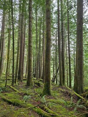 Fototapeta premium Beautiful Evergreen Forest in Gifford Pinchot National Forest - Washington, USA