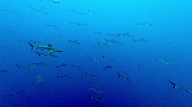 School of Grey Reef Sharks Swimming in Blue Ocean Water